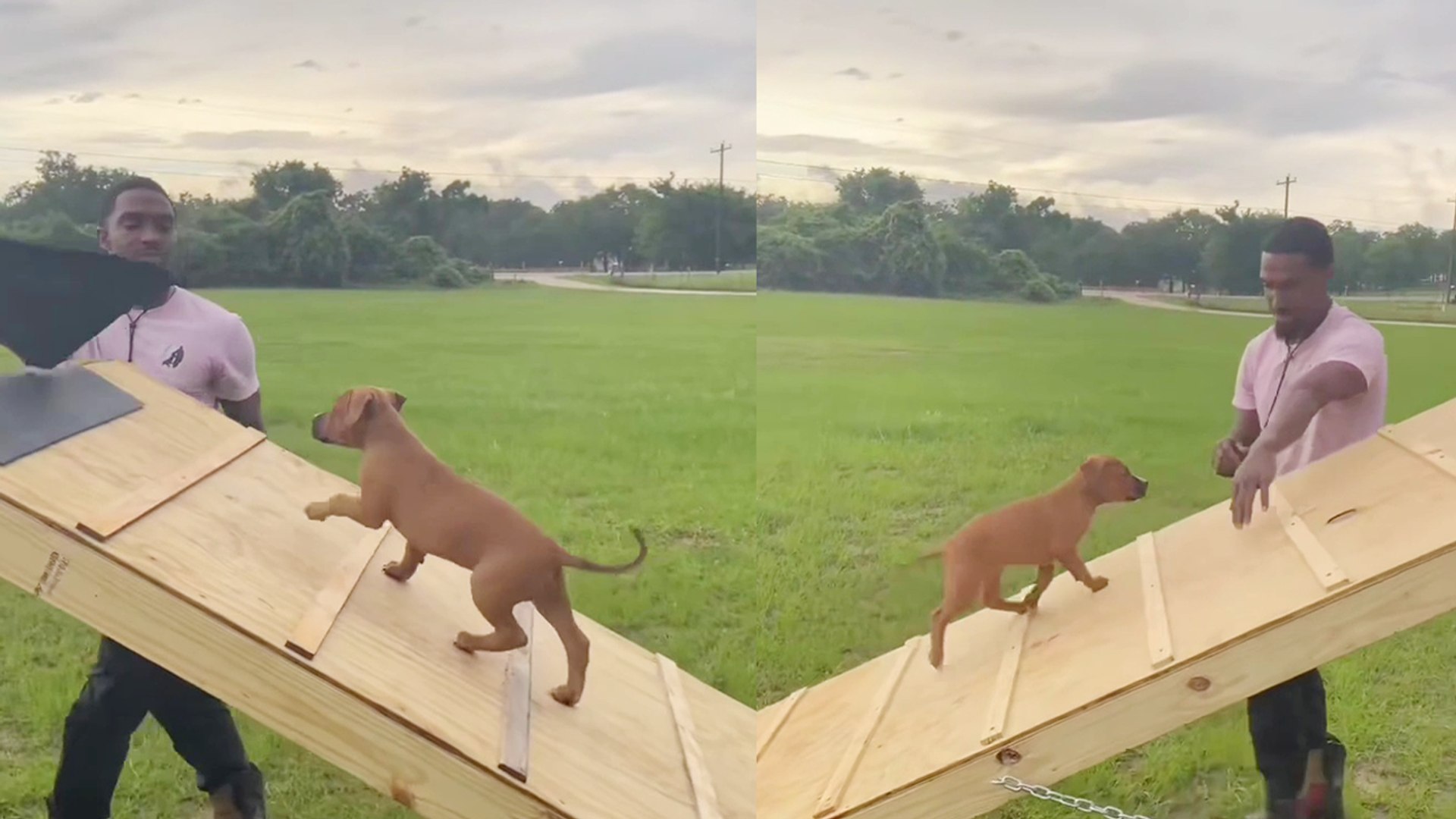 ⁣'Guy hopeful for 8-week-old puppy after she ACES her training session '