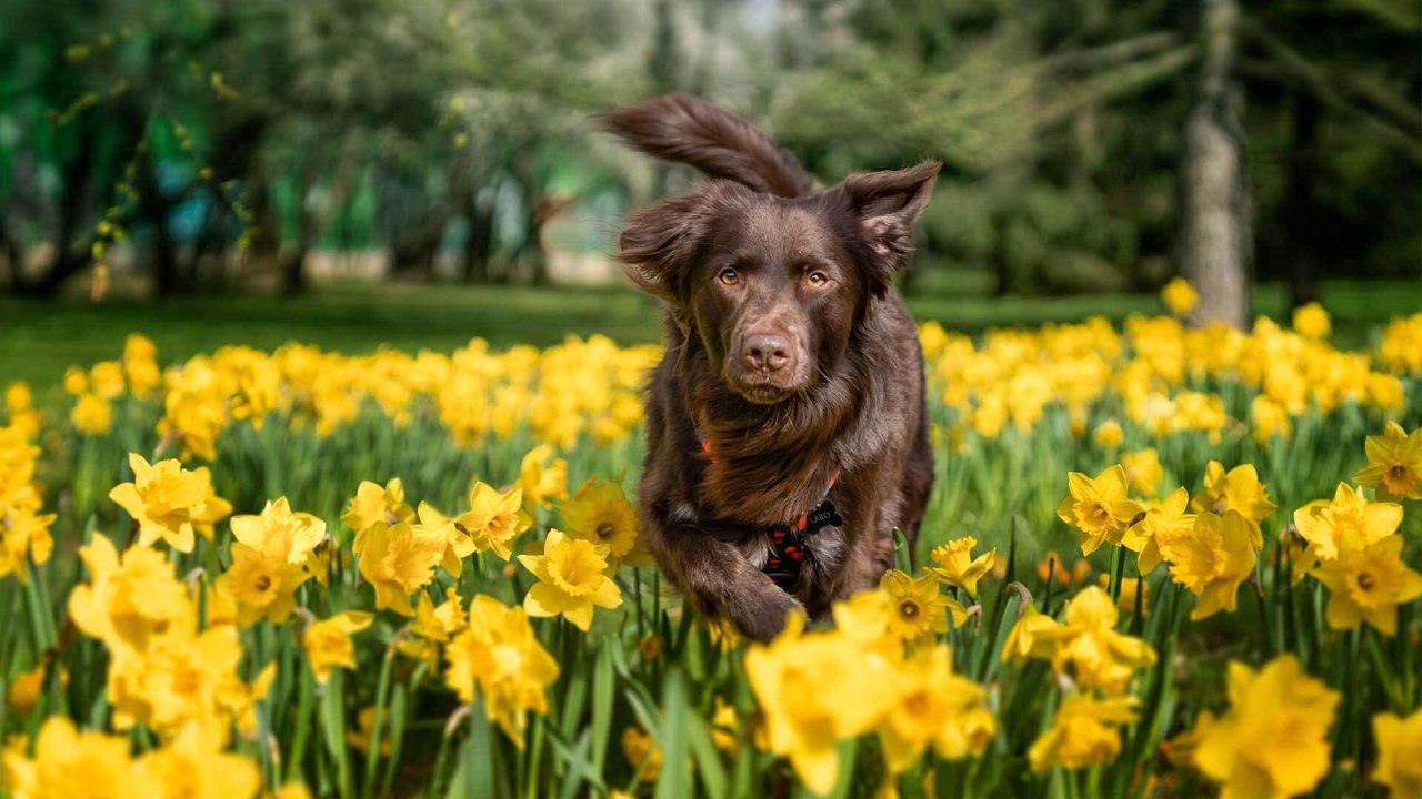 Lebensgefahr für Hunde: Diese Blumenzwiebeln sind tödlich