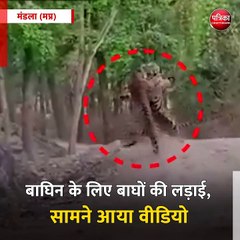 मंडला (मप्र): बाघिन के लिए बाघों की लड़ाई, सामने आया वीडियो