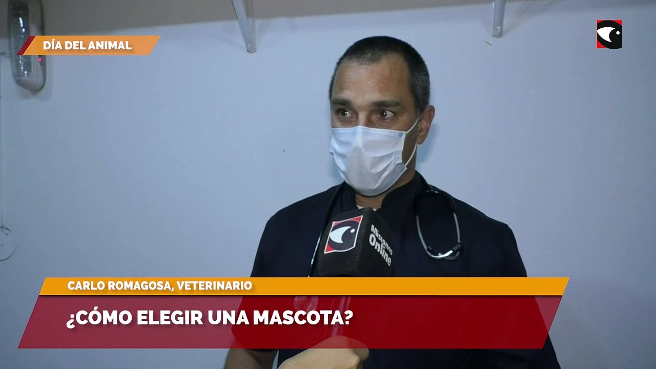 ¿Cómo elegir una mascota?