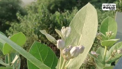 "காலநிலை மாற்றம்" நெல்லையில் பனி மொழிவு; மக்கள் அச்சம்!