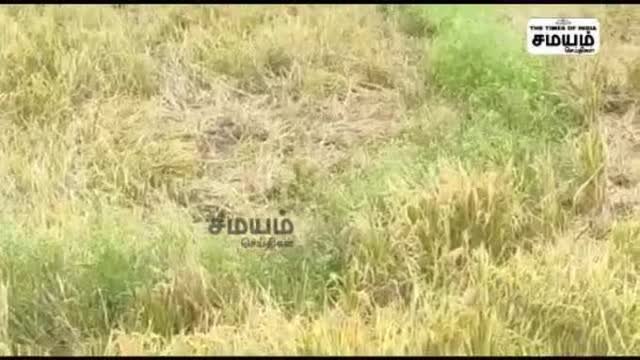 காட்டு யானைகள் அட்டகாசம் நெற்பயிர்கள், வாழை மரங்கள் டேமேஜ்!