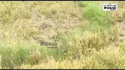 "காட்டு யானைகள் அட்டகாசம்" நெற்பயிர்கள், வாழை மரங்கள் டேமேஜ்!