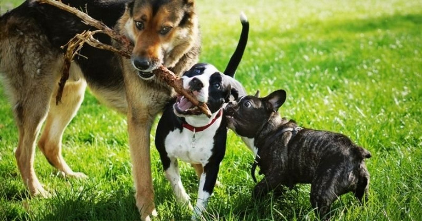 Des vétérinaires britanniques alertent sur les dangers de l'élevage des bouledogues français