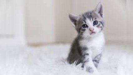 Votre chat selon votre mois de naissance