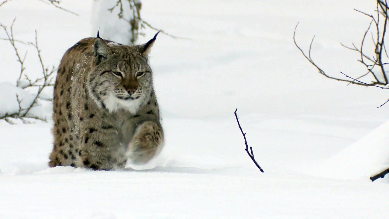 Lynx in Norway