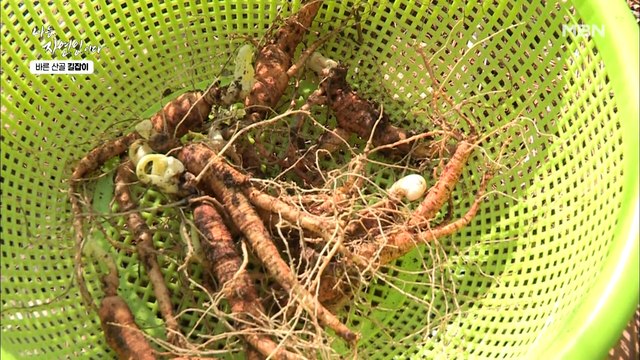 자연인의 약초 연구 단지 최초 공개~ 7년 된 산양삼부터 눈개승마까지?