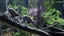 Nur 2.000 Tiere in Madagaskar: Wiener Zoo freut sich über Katta-Nachwuchs