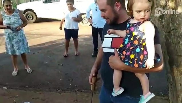 Cobra jararaca é capturada no quintal de casa em Apucarana; Veja