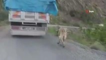 Köpeğini zincirle kamyona bağlayan şahıs cezasız kalmadı