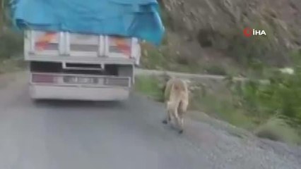 Köpeğini zincirle kamyona bağlayan şahıs cezasız kalmadı