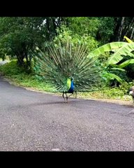 കൂട്ടത്തോടെ കാടിറങ്ങി മയിലുകള്‍