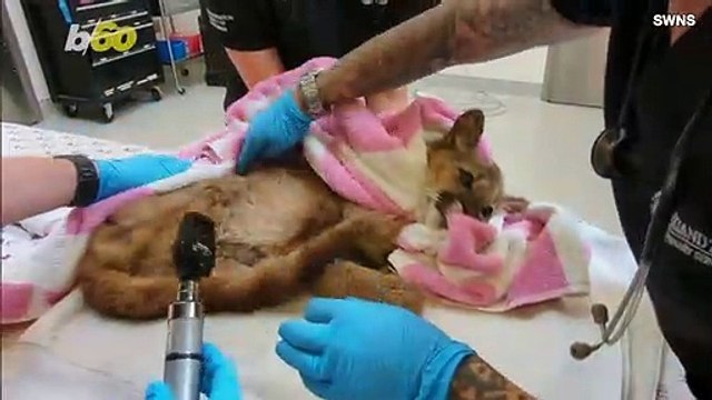 Orphaned Baby Mountain Lion Cub Rescued in Park in California