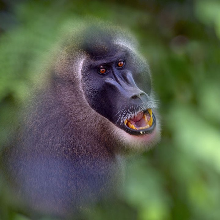 Südafrikanische Marine schießt mit Paintball-Pistolen auf Paviane