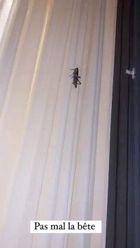 Vitaa et ses enfants font face à une sauterelle chez eux @ Instagram / Vitaa