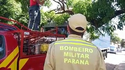 Susto: Galho cai sobre caminhão que transportava flores em Umuarama