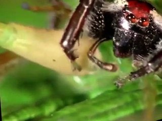 Life on Earth S01 E03