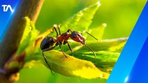 Las hormigas trabajan sin descanso para construir y proteger su colonia