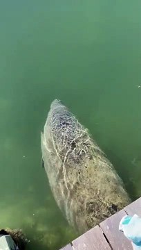 Ce lamantin énorme avait une petite soif...