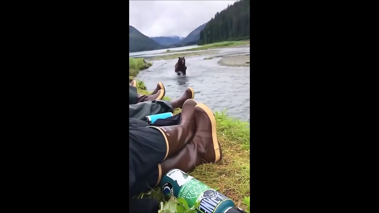 Un ours vient dire bonjour à des pêcheurs au bord d'une rivière