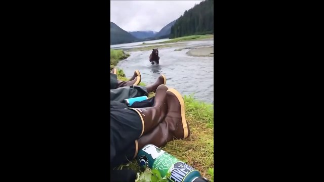 Un ours vient dire bonjour à des pêcheurs au bord d'une rivière