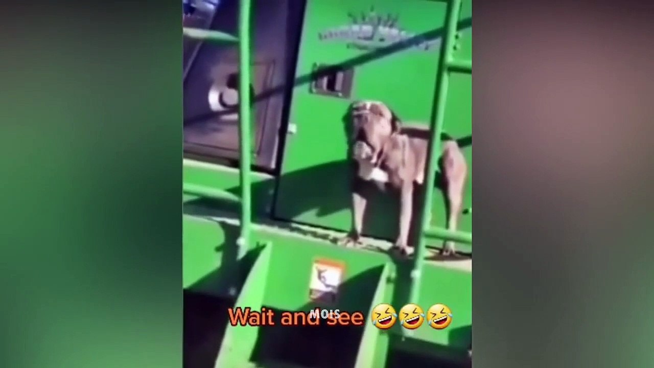 SI TE RÍES PIERDES NIVEL DIOS  999.99% IMPOSIBLE NO REÍRSE  Vídeos De Risa Muy Graciosos 2022