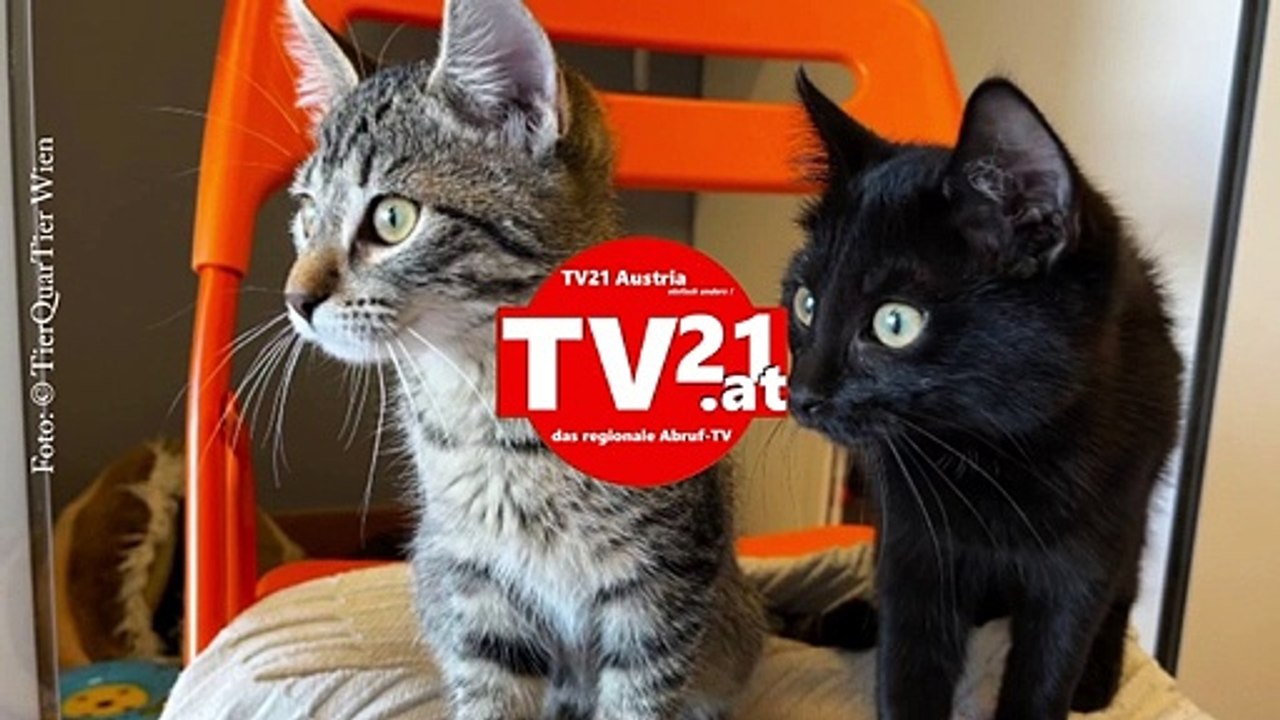 Unschuldige Babykatzen neben Straße ausgesetzt