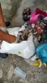 Revoltante: gato vivo é encontrado por garis dentro de saco de lixo