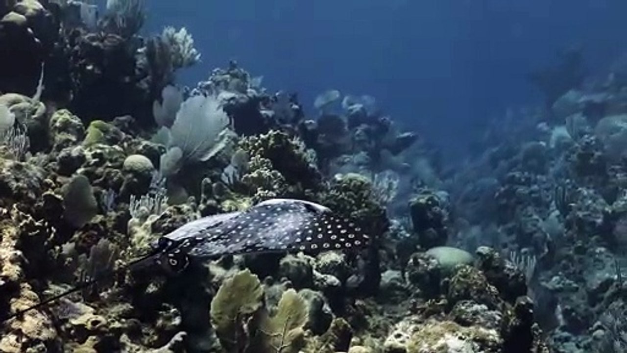 Spotted Eagle Ray in Honduras