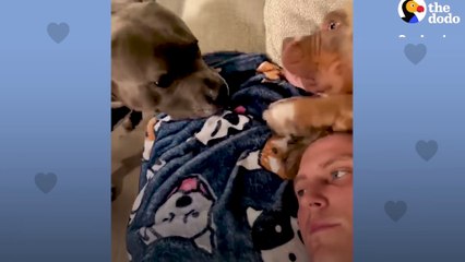 Needy Pittie Stalks Dad Every Hour Of The Day, Even Follows Him In The Shower