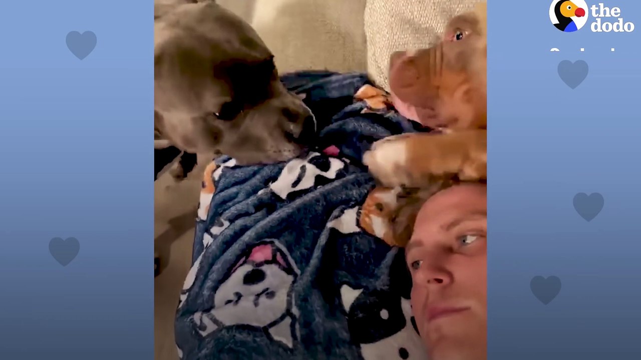 Needy Pittie Stalks Dad Every Hour Of The Day, Even Follows Him In The Shower