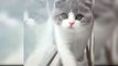 Baby Cats - Cute and Funny Cat Videos Compilation Aww Animals