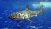 5 Animals That Could Defeat a Great White Shark
