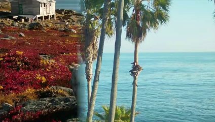 EAGLE VS VULTURE - Which is The Strongest