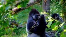 BLACK BEAR VS GORILLA - Who Would Win In A Fight