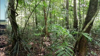 COUGAR VS WOLF - Who Wins When They Fight