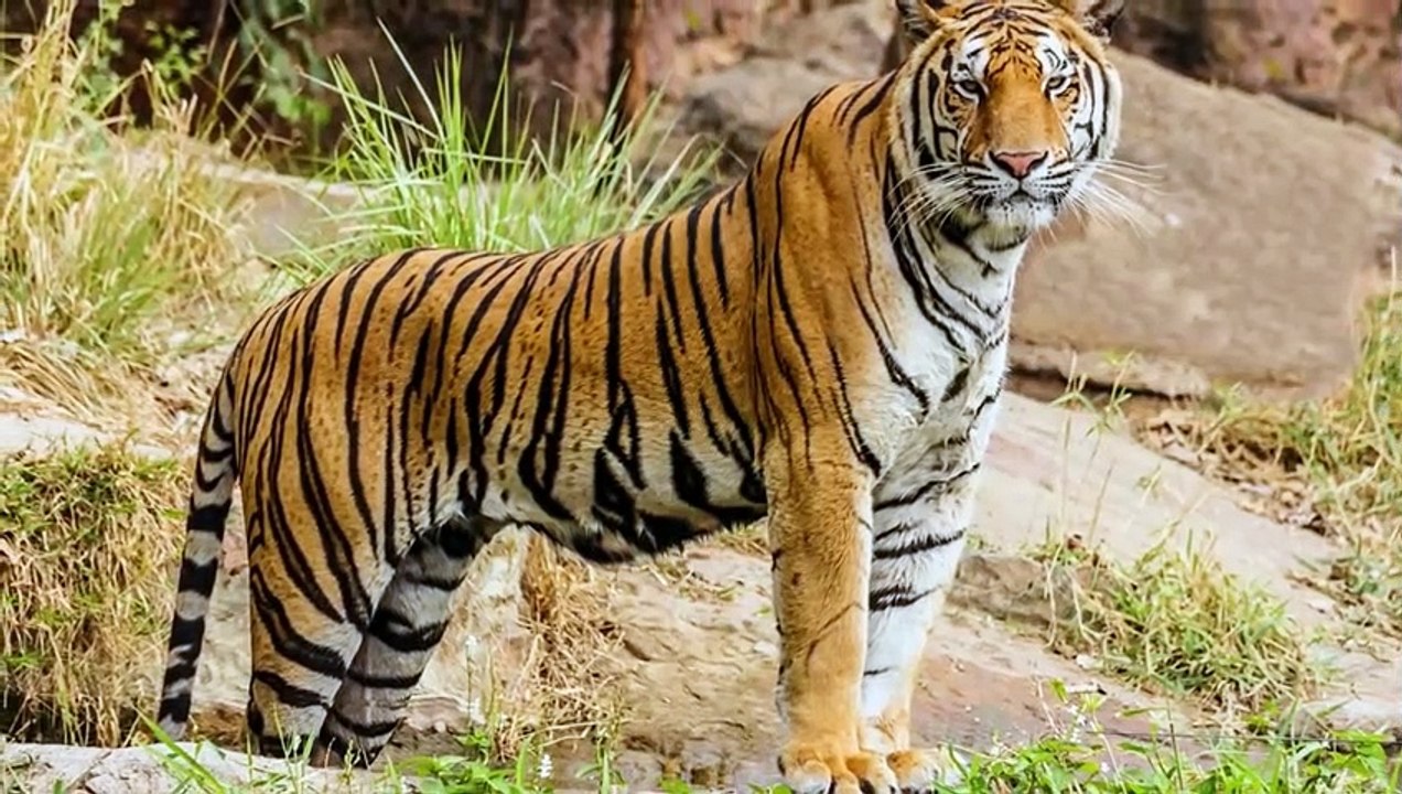 CROCODILE VS TIGER  - Who Is The Strongest Predator