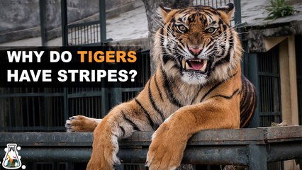 Why are tigers striped while lions aren't?