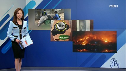 [인터넷 와글와글]고성 앞바다 식인상어 '청상아리' 나타나…외 2가지 키워드 기사