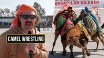 I GOT BUCKLED AT A CAMEL WRESTLING FESTIVAL