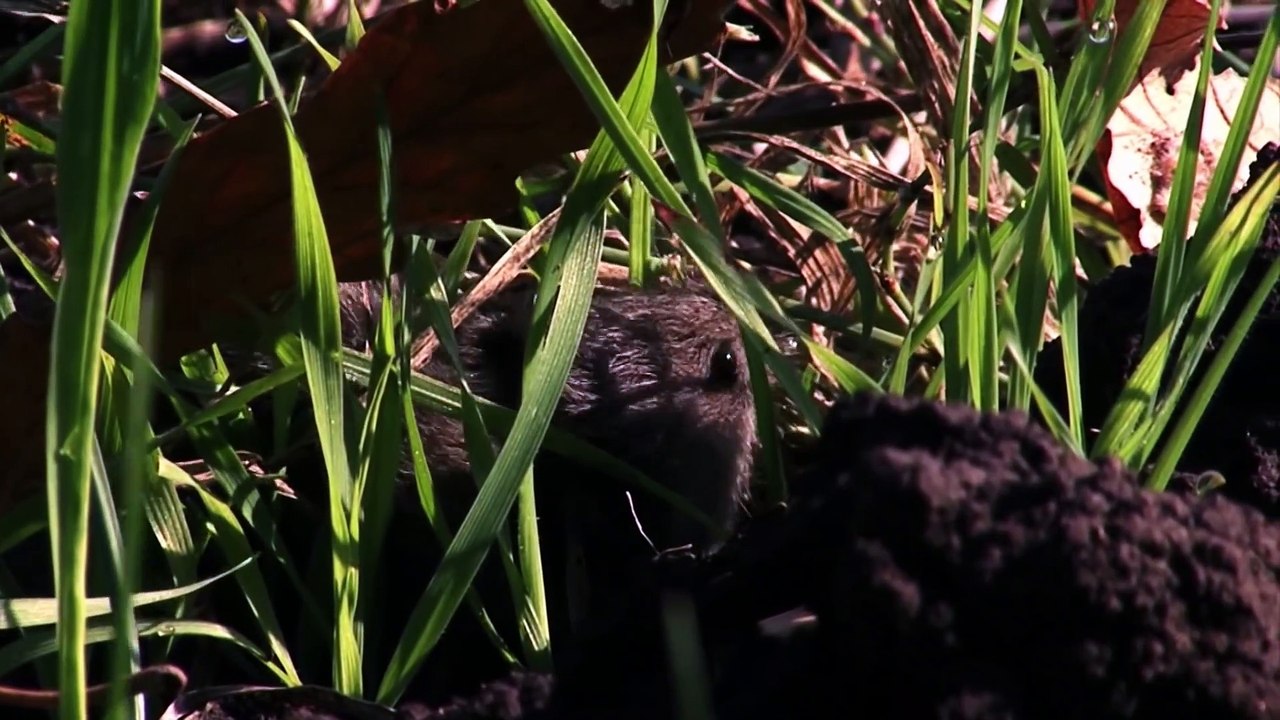 Predators After Dark   Race of Life   Episode 13   Free Documentary Nature