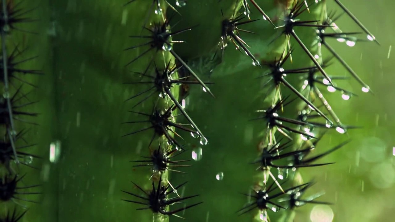 Saguaro - The Unexpected Beauty of America's Forgotten National Park   Free Documentary Nature