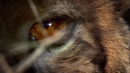 The Cutest   Wild Ones   Episode 4   Free Documentary Nature