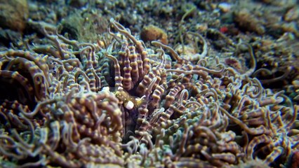 The Cutest   Wild Ones   Episode 4   Free Documentary Nature