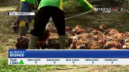 Kebijakan Larangan Ekspor Sawit Berubah-ubah, Siapa yang Paling Terdampak?