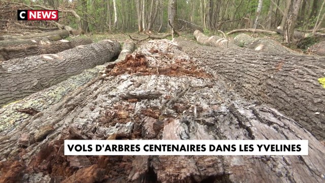 Des bois centenaires volés dans les Yvelines