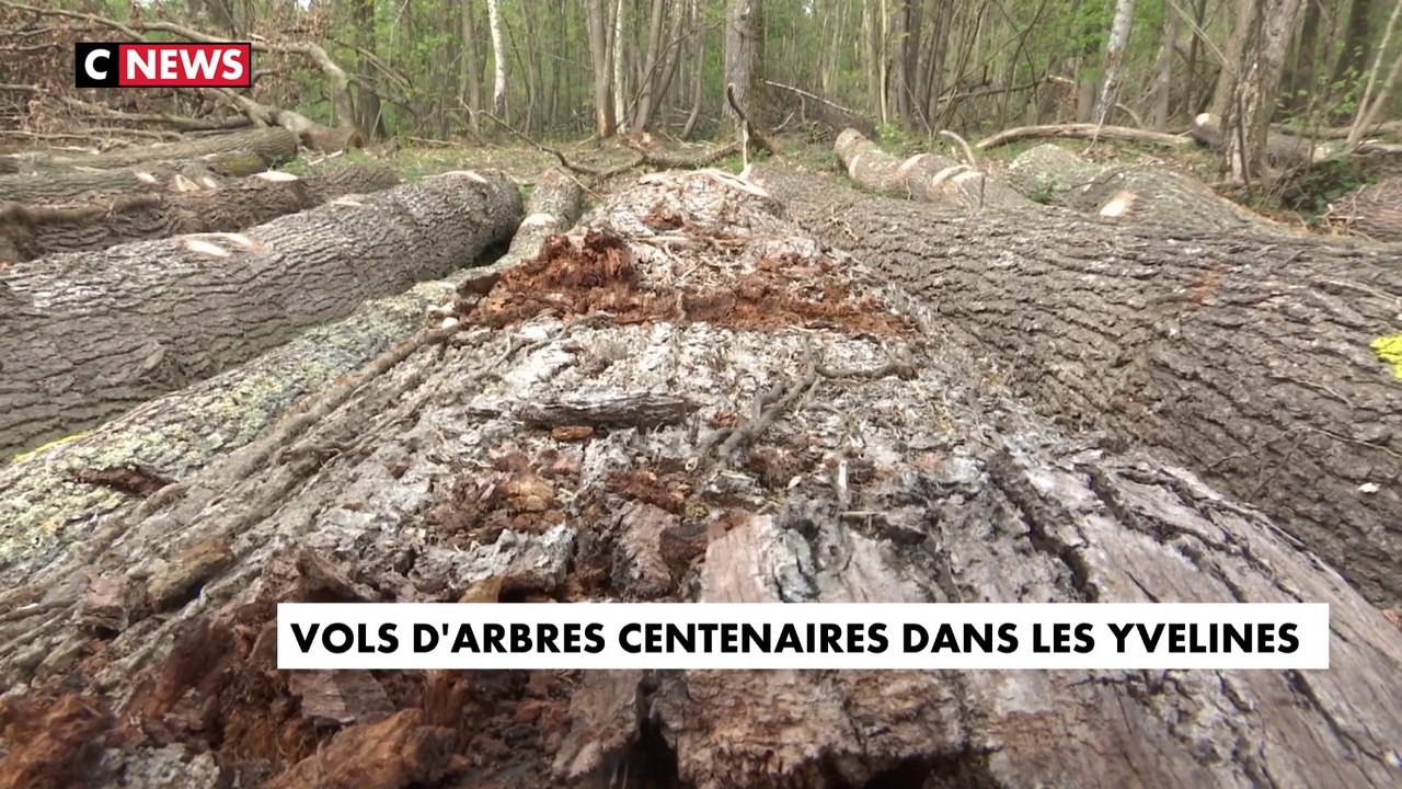 Des bois centenaires volés dans les Yvelines