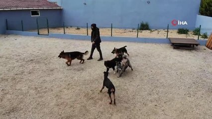 Bayram öncesi köpek otellerinde yer kalmadı