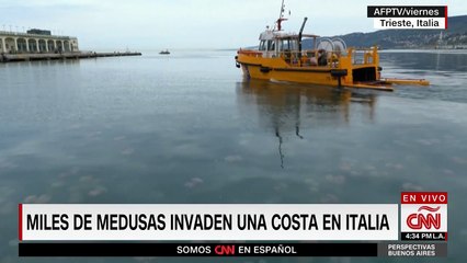 قناديل البحر تغزو ساحل فى إيطاليا