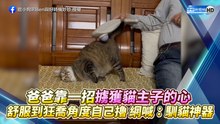 爸爸靠一招擄獲貓主子的心 舒服到狂喬角度自己擼網喊：馴貓神器！